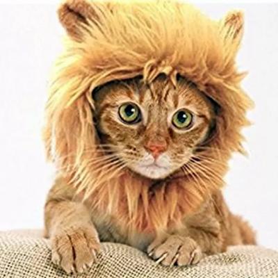 Kedi Aslan Yelesi Peruk