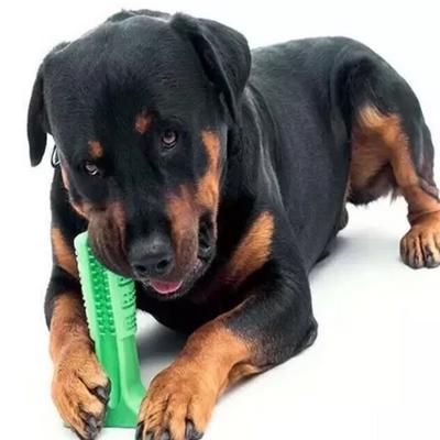Köpek Diş Fırçası Büyük Boy