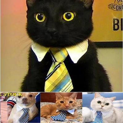 Kravat Şeklinde Kedi Köpek Tasması
